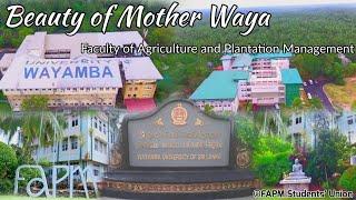 Beauty of waya | WaYa AgRo | Faculty of Agriculture and Plantation Management