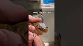 Restoring sight to a snake.