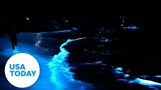 Rare bioluminescent algae lights up the ocean at night | USA TODAY