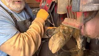 Dew Claws in Hoof Trimming