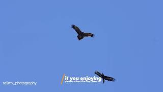 the Iconic Wedge-tailed eagle , Australia birdsofprey