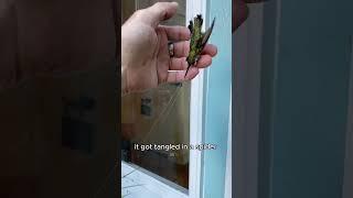 Rescuing the stunned hummingbird,little did he know…#shorts #rescue #animal #hummingbird #pets