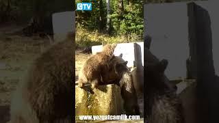 Yozgat'ta Anne Ayı ve Yavrular Serinlemek İçin Çeşmeye Girdi #yozgat #haber #sondakika #funnyvideo