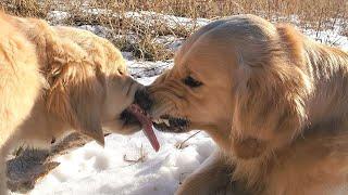 Grumpy Golden Retriever Protects his Moose Antler