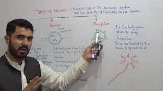 L-5 Unipolar Neuron Bipolar Neuron  and Multipolar neurons in Urdu Hindi by Dr A.Hadi