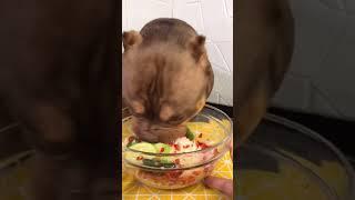 ASMR PitBull Eating Show | Funny Pets Eating for Dinner & Breakfast  #PitBull #Shorts