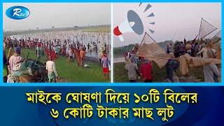 মাইকে ঘোষণা দিয়ে দলবেঁধে ১০টি বিলের ৬ কোটি টাকার মাছ লুট | Fish Robbery | Rtv News