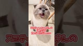 If you laugh at Scottish-san's video, go to sleep lol #animals #Scottish #funny