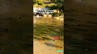 Salmon Attack! #salmon #salmon  #fishing #fishingvideo #salmonrun #salmonfishing #fish #shorts