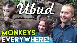 Bali's Mischievous Monkeys | Ubud Sacred Monkey Forest