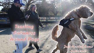 Teaching Calmness Around Dogs