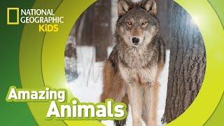 Gray Wolf  | Amazing Animals