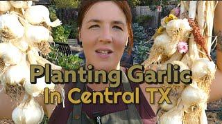 Planting Garlic in Central TX!