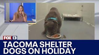 Tacoma shelter pets enjoy Thanksgiving feast