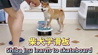 柴犬学滑板｜滑板狗｜#shiba #shibainu