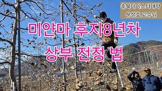 후지 8년차 상단 전정법 (공간활용 및 좁혀가는 기술)