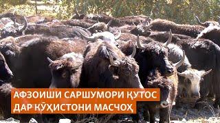 Афзоиши саршумори қутос дар Кӯҳистони Масчоҳ