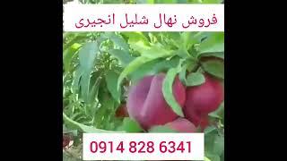 بهترین نهال هلو وشلیل اصلاح شده را از ما بخواهیدمهندس معصومی 09148286341