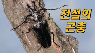 전설 속 곤충, 영양사슴하늘소는 어쩌다 한반도에 살게 됐을까?｜사슴벌레도 하늘소도 아닌 곤충!