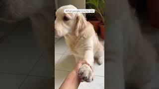 What ppl see vs training #timo #dog #goldenretriever #trending #viral #reels #shorts #short