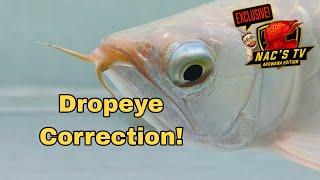 Dropeye Correction in Arowana