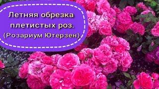 Летняя обрезка плетистых роз. (Розариум Ютерзен). Питомник растений Е. Иващенко