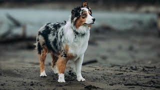 10 Dog Breeds With Sensitive Souls | Dogmal