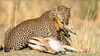 5 Most Dangerous Leopard Attacks - One Fought with  Crocodile