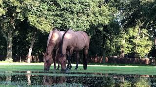 Peaceful Nature Meditation with Horses Grazing