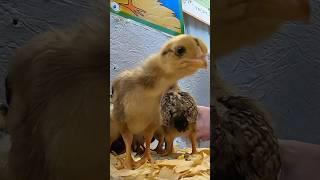 Adorable Baby Chicks at Johansen Farms