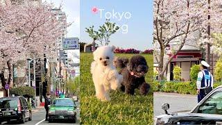 ENG/ Tokyo in blossom  sakura 2024  Picnicking with my cute puppies 