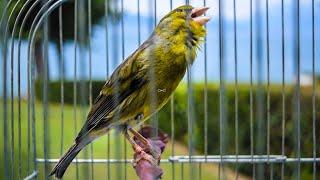 Powerful Canary 's song for training in a beautiful garden