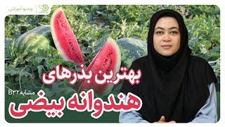 بهترین بذر هندوانه بیضی_The Best Elliptic Watermelons