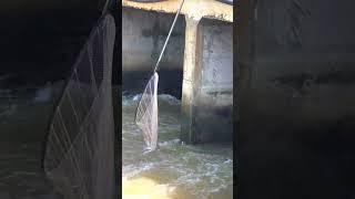 Real Life Fishing#Trending#Viral#Ep56