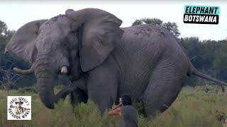 Perfect Short-Range Shot on a Massive and Old Elephant