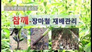 [농사정보] (7월4주)  참깨_장마철 재배관리(역병, 시들음병)