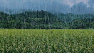 【Sleep Music】The sound of rain in the rice fields, relaxing music,rain sounds for sleeping，sl，2022