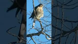 Lots of behaviours seen on this Cooper's hawk.