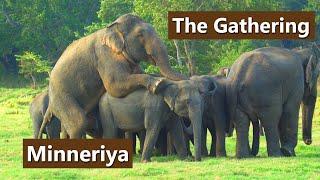 The Gathering - Minneriya Park | Sri Lanka