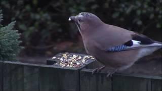 A visiting Jay to my garden