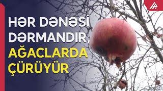 Göyçay narının qara günləri: Çöllərə tökürlər - APA TV