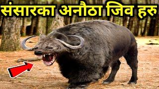 संसारका अनौठा जिव हरु || Most Amazing & Unique Animals in the World || Strange Animals of the World