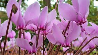 Cyclamen hederifolium