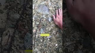 Painful Box Jellyfish Sting! | Coron Palawan