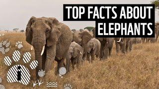 Top 10 Facts About Elephants | Animal Fun Facts | WWF