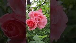 오내언사 #퀸엘리자베스Rose  또피어나는 사랑스러운 아침250616 Monday 7시