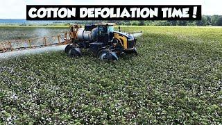 KNOCKING LEAVES OFF ALABAMA COTTON