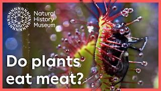 What eats meat and lives in a bog? | Surprising Science