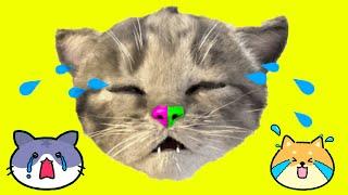 Pet Care Little Kitten Adventure - Caring for  Little Kitten – Funny Learning Game for Children