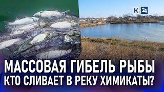 Из-за чего гибнет рыба? Жители Успенского района жалуются на загрязнение воды в реке